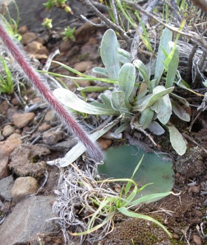 Holothrix scopularia leaf and hairy stem